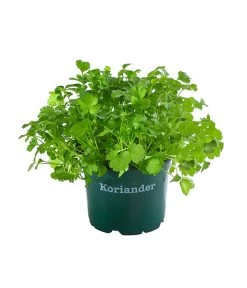 Bioland Koriander
