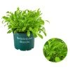 Bioland Rucola 1 Bioland Rucola -Pflanzenwelt Verkauf 8002222 WE FS 001 BioRucola