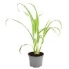 Dehner Gourmet Garten Zitronengras 1 Dehner Gourmet Garten Zitronengras -Pflanzenwelt Verkauf 8002495 WE FS 001 GourmetGartenZitronengrasT12
