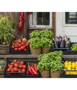 Tomate 'Previa' 8 Tomate 'Previa' -Pflanzenwelt Verkauf 8002578 WE MO 001 BellaItaliaTomatePaprikaBasilikum2021GC04 1