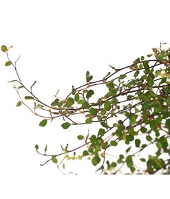 Mühlenbeckia, Kleinblättrig 7 Mühlenbeckia, Kleinblättrig -Pflanzenwelt Verkauf 8003303 PR DE 001 MuehlenbeckiaKleinblmHerbstzauberKiwiknoeterichT13DehnerExpressHerzig