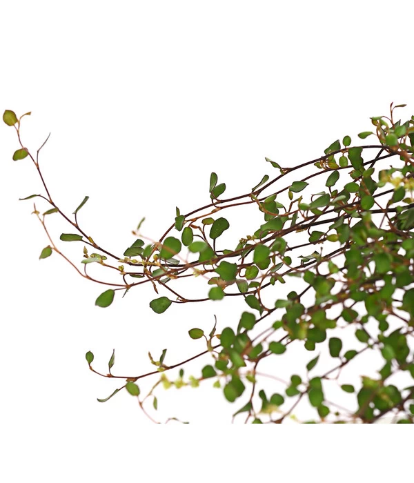 Mühlenbeckia, Kleinblättrig 5 Mühlenbeckia, Kleinblättrig – Bild 3