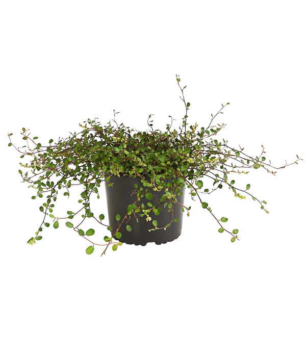 Mühlenbeckia, Kleinblättrig 3 Mühlenbeckia, Kleinblättrig