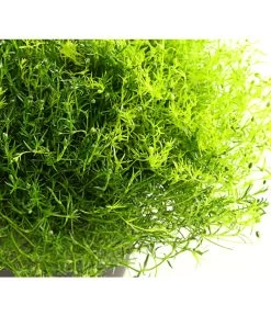 Sternmoos-Duo 9 Sternmoos-Duo -Pflanzenwelt Verkauf 8007429 PR DE 001 SternmoosSaginaTwinT13DehnerExpressHerzig