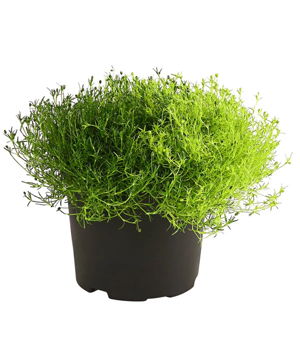 Sternmoos-Duo 3 Sternmoos-Duo