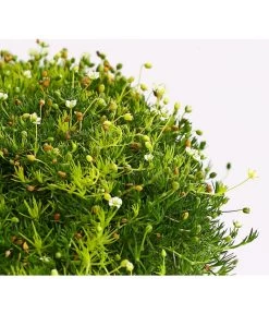 Sternmoos-Duo 8 Sternmoos-Duo -Pflanzenwelt Verkauf 8007429 WE DE 001 SaginaDehnerExpressHerzig