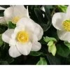 Christrose 2 Christrose -Pflanzenwelt Verkauf 8008195 WE DE 001 HelleborusNigerChristmasCarolChristrose3L