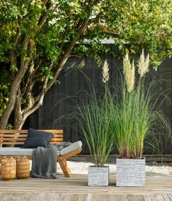 Pampasgras 'Evita' 7 Pampasgras 'Evita' -Pflanzenwelt Verkauf 8010290 WE MO 001 PampasgrasEvita BestOFGraeser2022