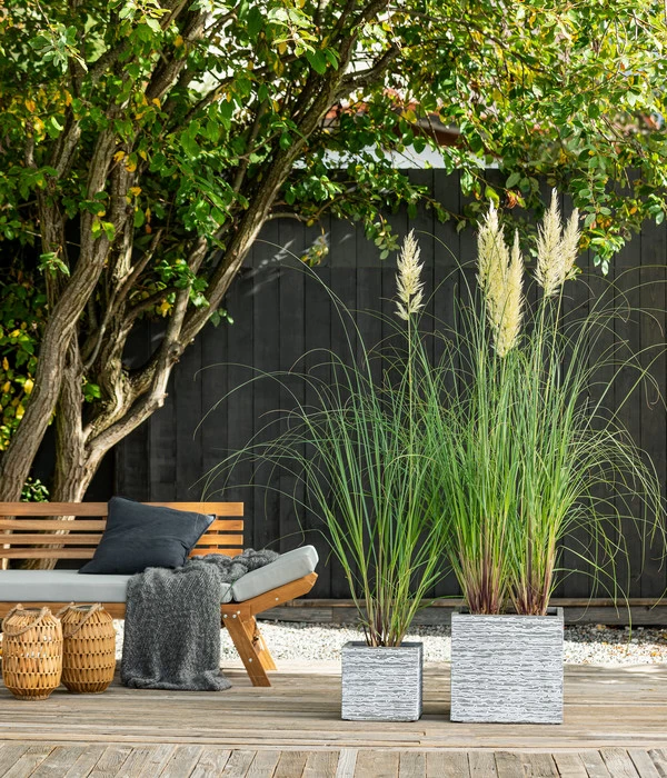 Pampasgras 'Evita' 5 Pampasgras 'Evita' – Bild 3