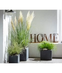 Pampasgras 'Evita' 6 Pampasgras 'Evita' -Pflanzenwelt Verkauf 8010340 WE MO 011 CortaderiaPumilaPampasgrasHome