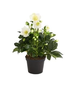 Christrose 'HGC® Wintergold®' -Pflanzenwelt Verkauf 8015000 PR FS 001 HelleborusWintergoldChristroseDehnerExpressHerzig