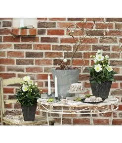 Christrose 'HGC® Wintergold®' -Pflanzenwelt Verkauf 8015000 PR MO 001 HelleborusWintergoldChristroseHelleborusshootingDehnerExpressHerzig