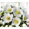 Christrose 'HGC® Wintergold®' 1 Christrose 'HGC® Wintergold®' -Pflanzenwelt Verkauf 8015000 WE FS 002 ChristroseHGCWintergold