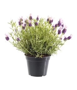 Schopf-Lavendel 12 Schopf-Lavendel -Pflanzenwelt Verkauf 8017014 BildFS 001 SchopfLavendelLavandulaStoeT13