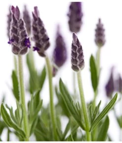 Schopf-Lavendel 19 Schopf-Lavendel -Pflanzenwelt Verkauf 8017014 WE DE 001 LavendelSchopflavendelLavandulaStoechasT13DehnerExpressZS