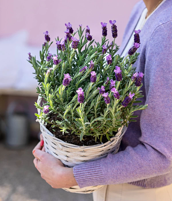 Schopf-Lavendel 9 Schopf-Lavendel – Bild 7