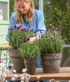 Schopf-Lavendel 16 Schopf-Lavendel -Pflanzenwelt Verkauf 8017014 WE MO 001 SchopfLavendelStoechas