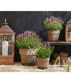 Schopf-Lavendel 14 Schopf-Lavendel -Pflanzenwelt Verkauf 8017014 WE MO 001 Schopflavendel