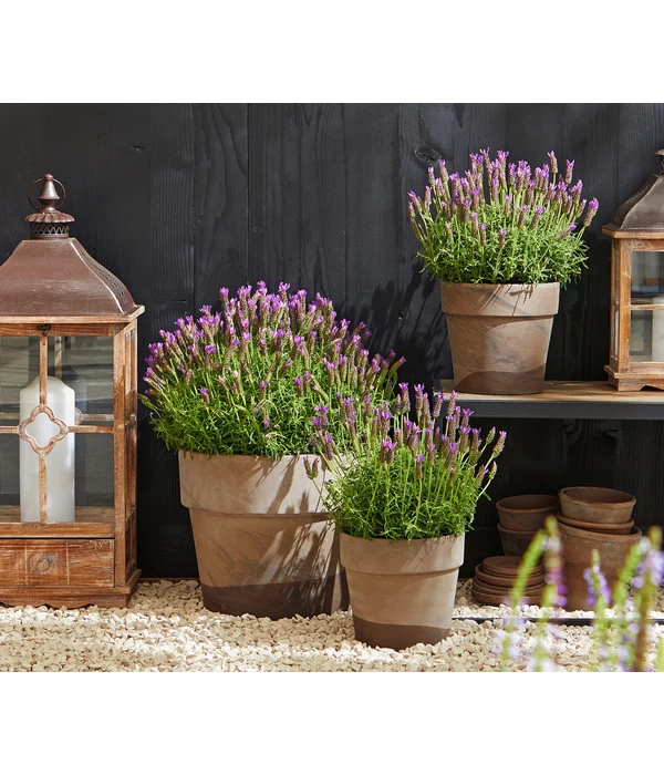 Schopf-Lavendel 6 Schopf-Lavendel – Bild 4