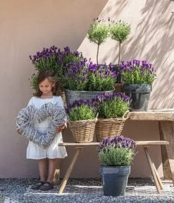 Schopf-Lavendel 15 Schopf-Lavendel -Pflanzenwelt Verkauf 8017089 8017014 8017105 8017147 8072852 3679602 3679727 3679735 WE MO 001 SchopfLavendel