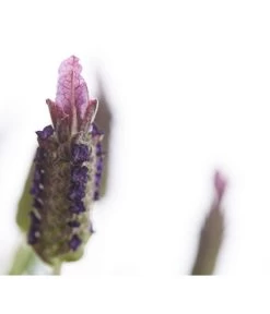 Schopf-Lavendel 18 Schopf-Lavendel -Pflanzenwelt Verkauf 8017089 PR DE 001 LavendelStoechasLavandulaStoechasT18DehnerExpressHerzig