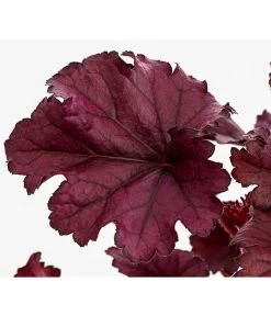 Purpurglöckchen 'Forever Purple' -Pflanzenwelt Verkauf 8023079 WE DE 001 HeucheraForeverPurpleT15DehnerExpressHerzig