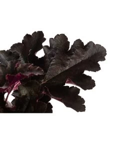 Purpurglöckchen 'Black Pearl®' 5 Purpurglöckchen 'Black Pearl®' -Pflanzenwelt Verkauf 8025942 WE DE 001 HeucheraBlackPearlT15