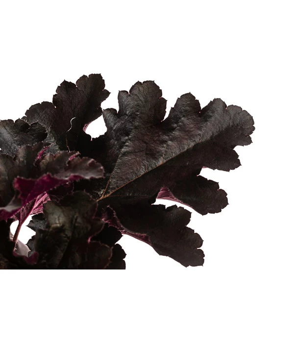 Purpurglöckchen 'Black Pearl®' 4 Purpurglöckchen 'Black Pearl®' – Bild 2