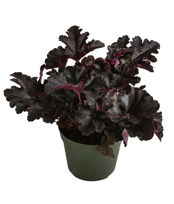 Purpurglöckchen 'Black Pearl®' 3 Purpurglöckchen 'Black Pearl®'