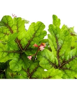 Purpurglöckchen 'Green Spice' -Pflanzenwelt Verkauf 8025959 WE DE 001 HeucheraGreenSpiceT15DehnerExpressHerzig