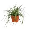 Weißbunte Japan-Segge 'Variegata' 1 Weißbunte Japan-Segge 'Variegata' -Pflanzenwelt Verkauf 8026775 PR FS 001 CarexWeiss GruenT13SeggeDehnerExpressHerzig
