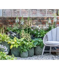 Purpurglöckchen 'Forever Purple' -Pflanzenwelt Verkauf 8028466 WE MO 001 Anemone