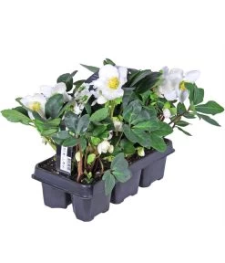Christrose, 6er Schale -Pflanzenwelt Verkauf 8028920 PR FS 001 ChristroseHelleborusNiger6erPackAllgreen