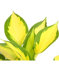 Funkie 'Forbidden Fruit' 7 Funkie 'Forbidden Fruit' -Pflanzenwelt Verkauf 8029191 PR DE 001 HostaFunkieOrangeMarmaladeDehnerExpressHerzig