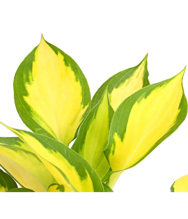 Funkie 'Forbidden Fruit' 5 Funkie 'Forbidden Fruit' – Bild 3