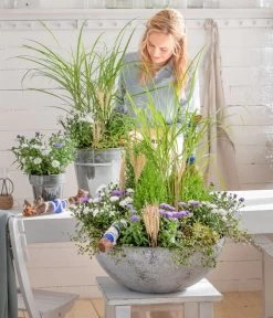 Mühlenbeckia, Kleinblättrig 6 Mühlenbeckia, Kleinblättrig -Pflanzenwelt Verkauf 8030579 WE MO 001 GlattblattAster