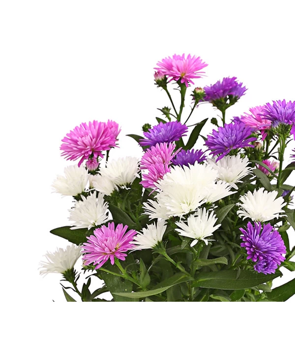 Glattblatt-Aster Trio 4 Glattblatt-Aster Trio – Bild 2