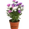 Glattblatt-Aster Trio 2 Glattblatt-Aster Trio -Pflanzenwelt Verkauf 8030736 PR FS 001 AsterNoviBelgiiTrioDehnerExpressHerzig