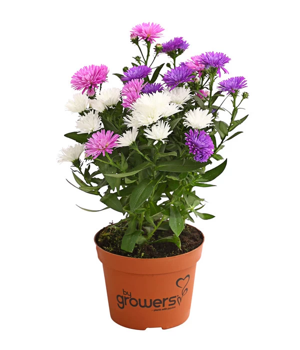 Glattblatt-Aster Trio 3 Glattblatt-Aster Trio