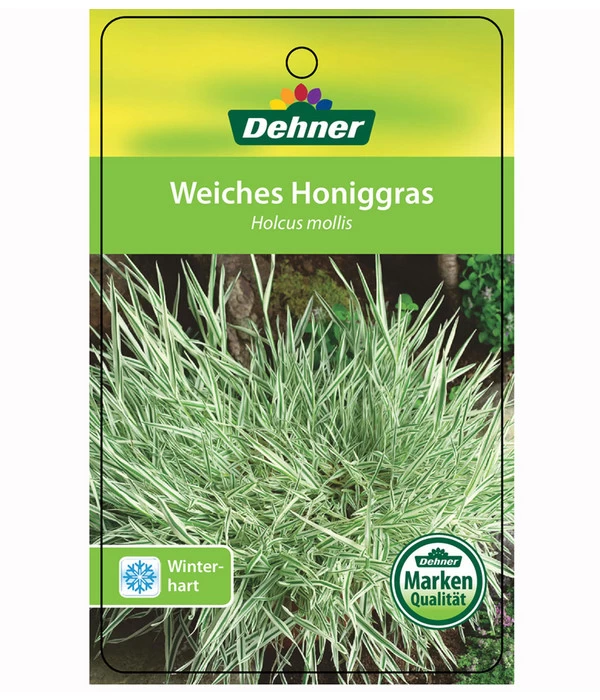 Weiches Honiggras 4 Weiches Honiggras – Bild 2