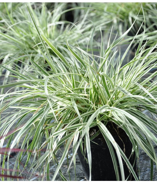 Weiches Honiggras 3 Weiches Honiggras