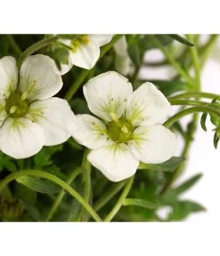 Moos-Steinbrech, Verschiedene Sorten 13 Moos-Steinbrech, Verschiedene Sorten -Pflanzenwelt Verkauf 8036394 WE DE 001 SaxifragaInSortenSteinbrechT10