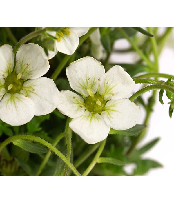 Moos-Steinbrech, Verschiedene Sorten 8 Moos-Steinbrech, Verschiedene Sorten – Bild 6