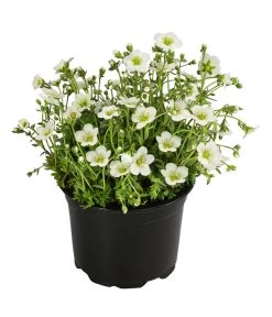 Moos-Steinbrech, Verschiedene Sorten 9 Moos-Steinbrech, Verschiedene Sorten -Pflanzenwelt Verkauf 8036394 WE FS 001 SaxifragaInSortenSteinbrechT10