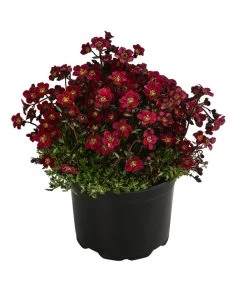 Moos-Steinbrech, Verschiedene Sorten 10 Moos-Steinbrech, Verschiedene Sorten -Pflanzenwelt Verkauf 8036394 WE FS 003 SaxifragaInSortenSteinbrechT10