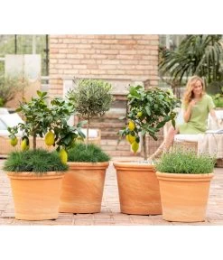 Blauschwingel 'Compact Blue' 10 Blauschwingel 'Compact Blue' -Pflanzenwelt Verkauf 8037780 7120942 8092108 3697612 WE MO 001 SpaetsommerTerrasseCitrusOliveLavandulaFestuca