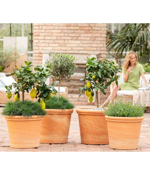 Blauschwingel 'Compact Blue' 5 Blauschwingel 'Compact Blue' – Bild 3