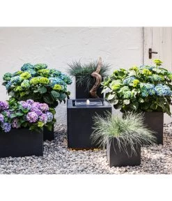 Blauschwingel 'Compact Blue' 11 Blauschwingel 'Compact Blue' -Pflanzenwelt Verkauf 8037780 7222805 WE MO 001 BauerhortensieHydragenaMacrophylla