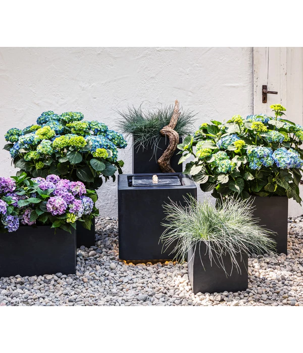 Blauschwingel 'Compact Blue' 6 Blauschwingel 'Compact Blue' – Bild 4