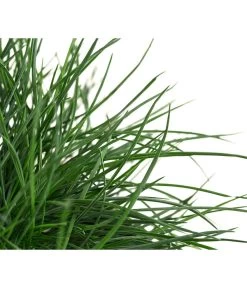 Blauschwingel 'Compact Blue' 13 Blauschwingel 'Compact Blue' -Pflanzenwelt Verkauf 8037780 WE DE 001 FestucaGlaucaIntenseBlueT11Blauschwingel